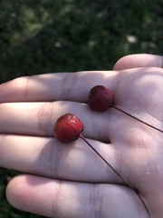 Malus baccata
