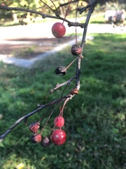 Malus baccata