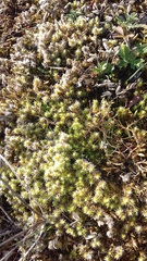 Racomitrium canescens
