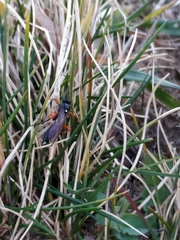 Ichneumon sarcitorius