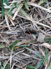 Ichneumon sarcitorius