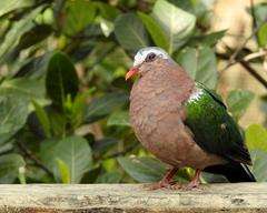 Chalcophaps longirostris