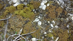 Tortella