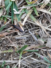Ichneumon sarcitorius