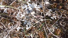 Peltigera rufescens