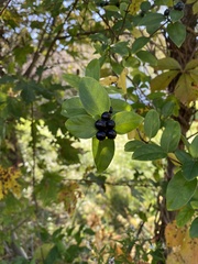 Ligustrum ovalifolium