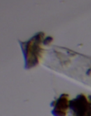 Aspidisca turrita