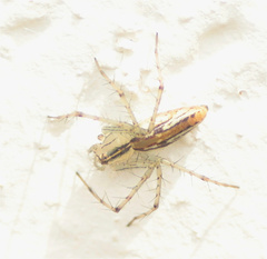 Peucetia rubrolineata