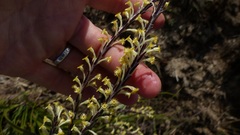 Struthiola fasciata