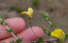 Aspalathus tenuissima