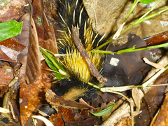 Hemicentetes semispinosus