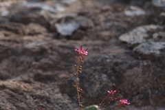 Lopezia racemosa