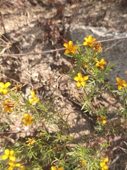 Dyssodia tagetiflora