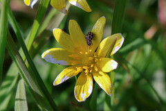 Tytthaspis sedecimpunctata