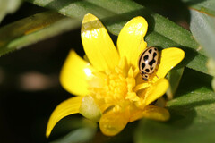 Tytthaspis sedecimpunctata