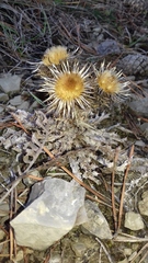 Carlina vulgaris