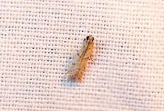 Phycitodes binaevella