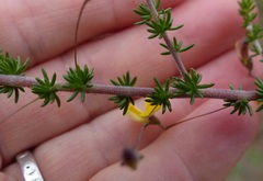 Aspalathus tenuissima