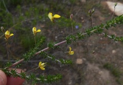 Aspalathus tenuissima