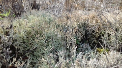 Cladonia rangiformis