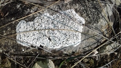 Bagliettoa calciseda