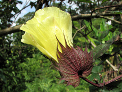 Gossypium barbadense