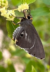 Coeliades anchises