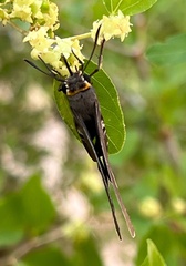 Coeliades anchises