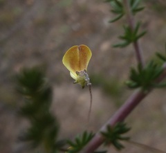 Aspalathus tenuissima