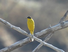 Motacilla flava