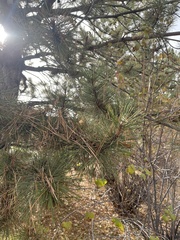 Chionaspis pinifoliae