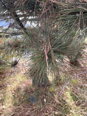 Chionaspis pinifoliae