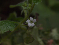 Nemophila parviflora