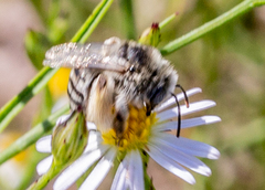 Anthophorula