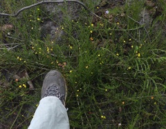 Aspalathus tenuissima