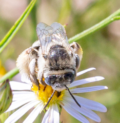Anthophorula