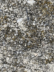 Candelariella aurella