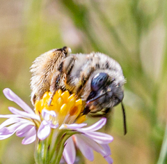 Anthophorula