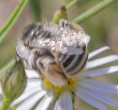 Anthophorula