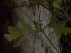 Nemophila parviflora