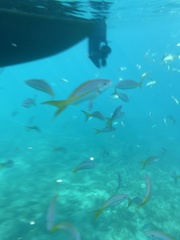 Ocyurus chrysurus