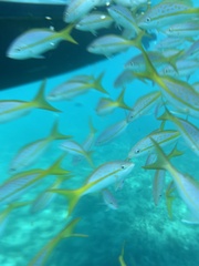 Ocyurus chrysurus