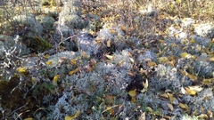 Cladonia rangiformis