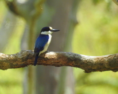 Todiramphus macleayii