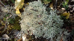 Cladonia rangiformis