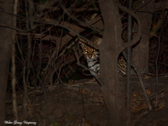 Leopardus pardalis mitis