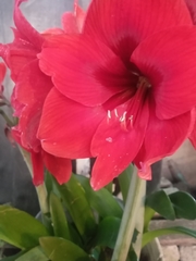 Hippeastrum hybridum