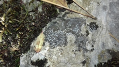 Pyrenodesmia variabilis