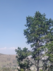 Pinus cembroides