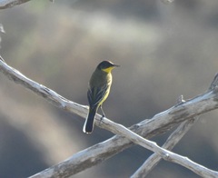Motacilla flava